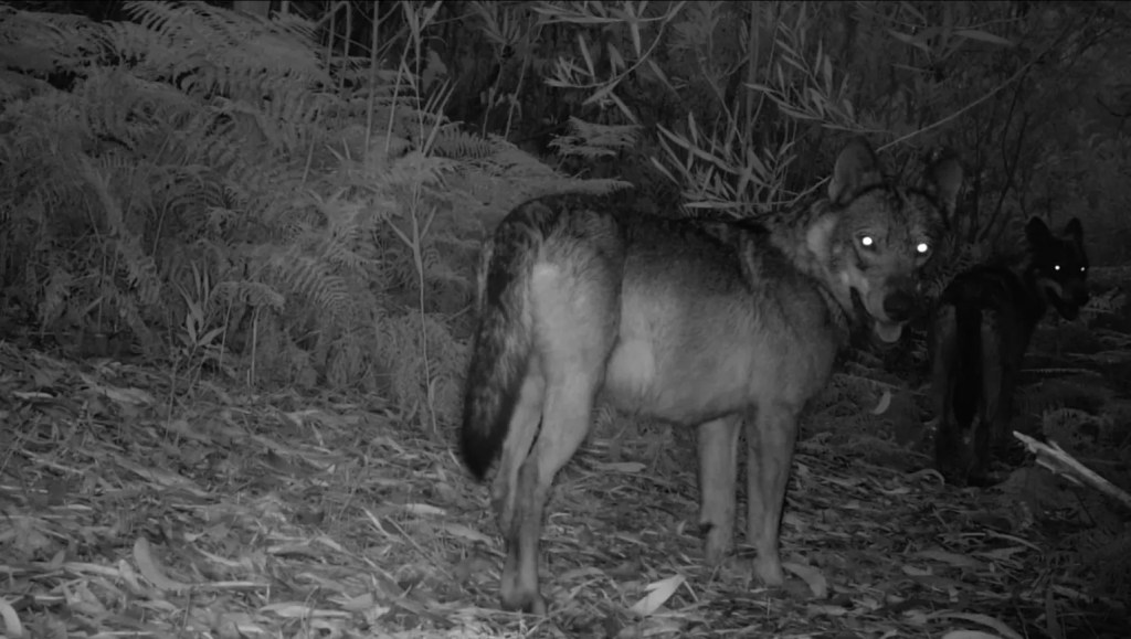 El lobo ibérico y la industrialización etíope reflejan la crisis ecosocial desde el Another Way Film&nbsp;Festival