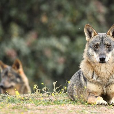 El reto de proteger a tiempo el lobo y la ganadería&nbsp;extensiva